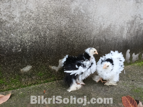 ফ্রিজল ফেদার জাতের চার পিস মুরগির বাচ্চা বিক্রয় হবে